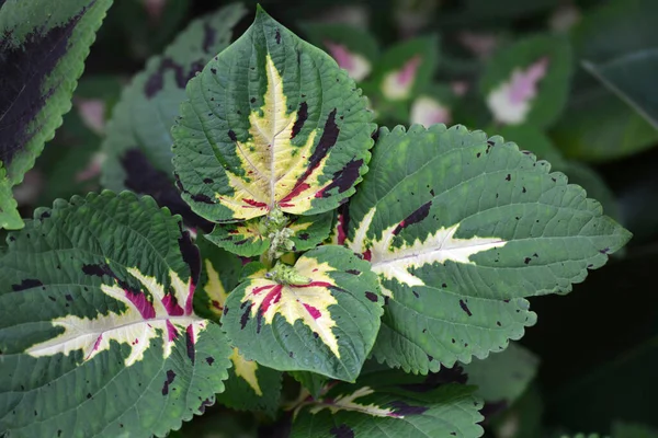 Folhas Urtiga Pintadas Nome Latino Plectranthus Scutellarioides Solenostemon Scutellarioides — Fotografia de Stock