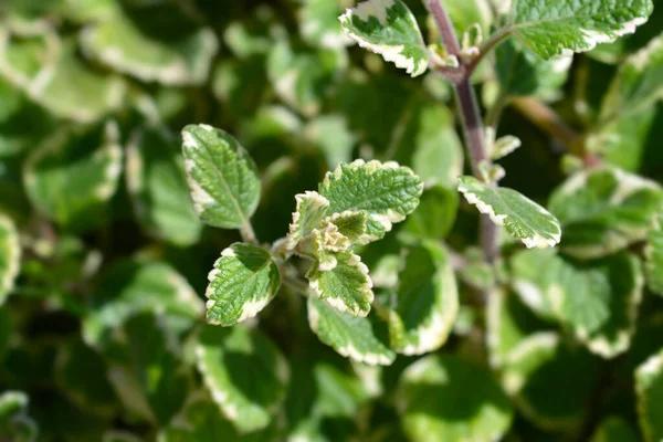 Swedish Ivy Marginatus Leaves Latin Name Plectranthus Forsteri Marginatus — Stock Photo, Image