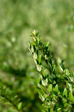 Hanımeli Green Breeze - Latince adı Lonicera ligustrina var. yunnanensis (Lonicera nitida)