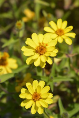 Sarı zinnia çiçekleri - Latince adı - Zinnia elegans