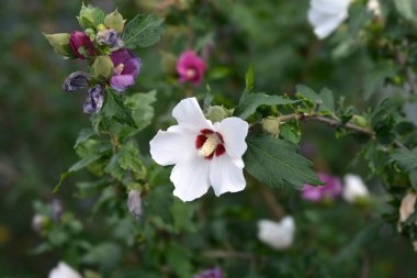 Sharon 'ın Gülü - Latince adı - Hibiscus syriacus