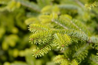 Nordmann köknar - Latince adı - Abies nordmanniana