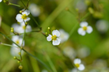 Mızraklı su deposu - Latince adı - Alisma lanceolatum