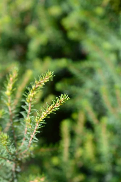 Darley Dale Heath Leaves Latin Name Erica Darleyensis Darley Dale — Stock Photo, Image