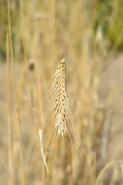 Žitná Semena Latinský Název Secale Cereale — Stock fotografie