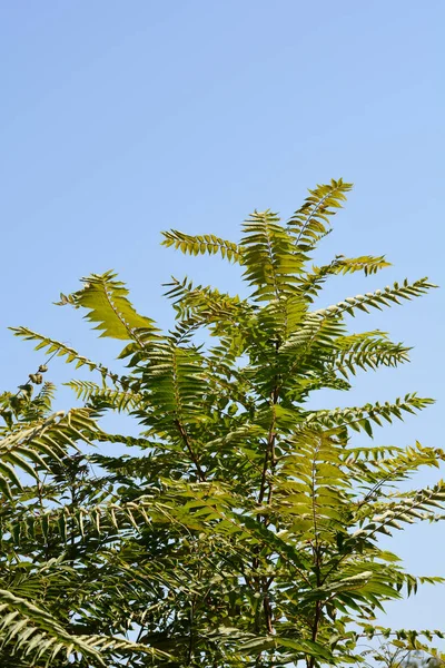 Cennet Ağacı Mavi Gökyüzüne Karşı Latince Adı Ailanthus Altissima — Stok fotoğraf