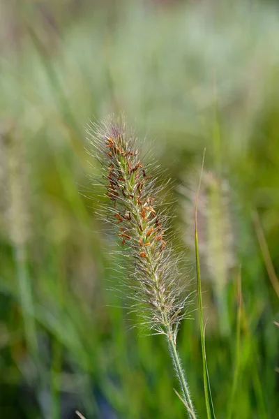 Fountain Grass Hameln Латинское Название Pennisetum Alopecuroides Hameln — стоковое фото