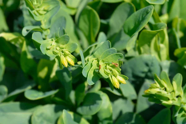 Fleurs Miellat Lisse Nom Latin Cerinthe Glabra — Photo