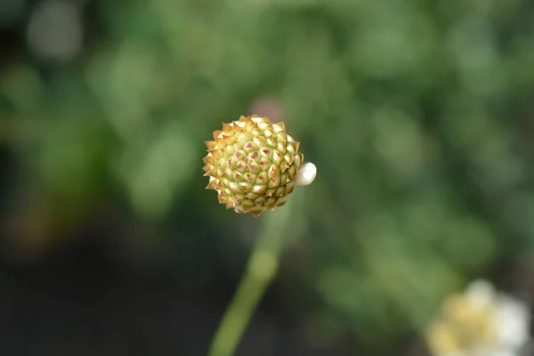 Gult Blomknopp Från Kefalaria Latinskt Namn Cephalaria Flava — Stockfoto