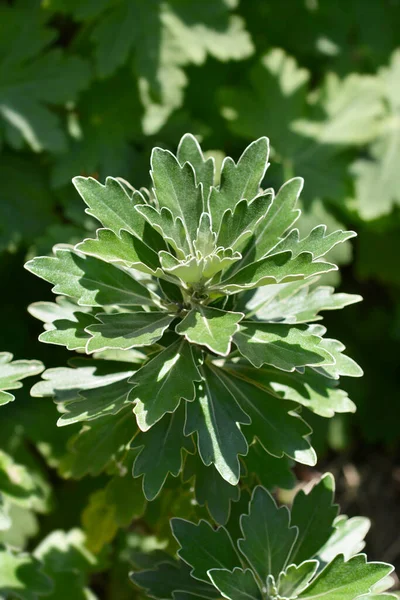 Guld Och Silver Chrisanthemum Blad Latinskt Namn Ajania Pacifica — Stockfoto