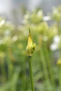 Afrikalı Lily Amourette Beyaz çiçek tomurcukları - Latince adı Agapanthus Amourette White