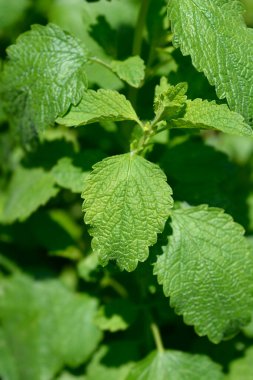 Limon yaprağı - Latince adı - Melissa officinalis