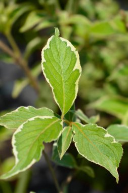 Weigela yaprakları - Latince adı Weigela florida Nana Variegata