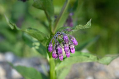 Comfrey - Latince adı - Symphytum officinale