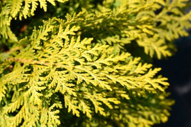 Lawsons Cypress Sunkist - Latince adı Chamaecyparis lawsoniana Sunkist