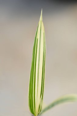 Cüce beyaz çizgili bambu yaprakları - Latince adı - Pleioblastus fortune ei Variegata