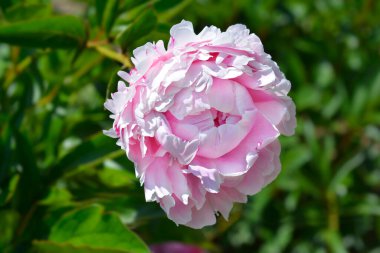 Şakayık Sarah Bernhardt - Latince adı - Paeonia lactiflora Sarah Bernhardt