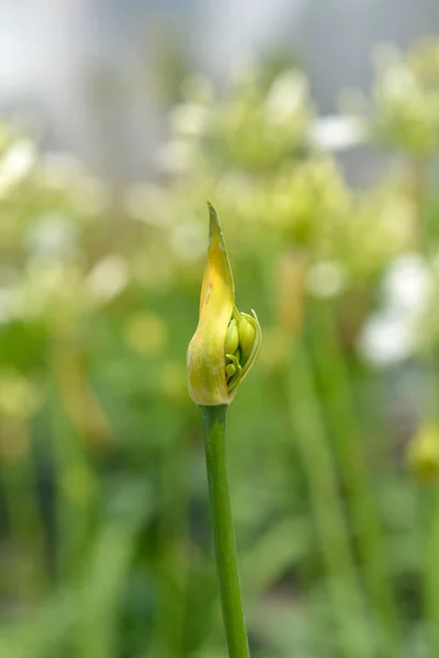 아프리카의 화이트 봉오리 라틴어 Agapanthus Amourette White — 스톡 사진