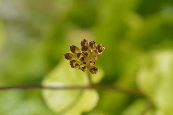 Marsh Marigold Seed Pods Łacińska Nazwa Caltha Palustris — Zdjęcie stockowe