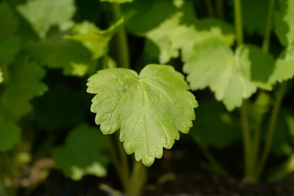 Пастернак Листья Латинское Название Pastinaca Sativa — стоковое фото