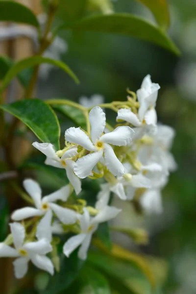 Jasmin Gwiezdny Nazwa Łacińska Trachelospermum Jasminoides — Zdjęcie stockowe
