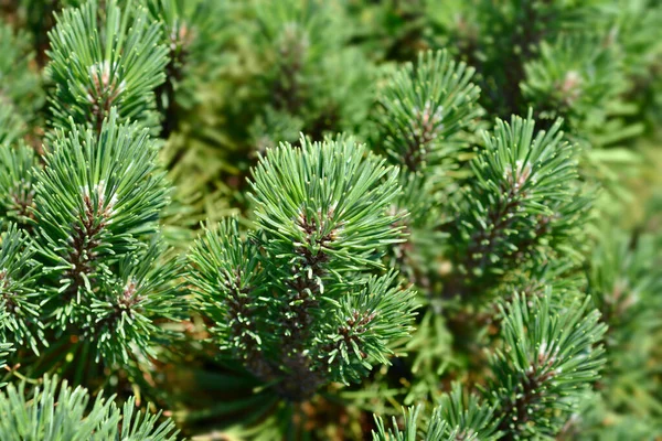 Гора Гномів Сосна Офір Латинська Назва Pinus Mugo Ophir — стокове фото