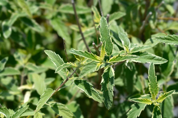 Bluebeard White Surprise Leaves Latin Name Caryopteris Clandonensis White Surprise — Fotografia de Stock