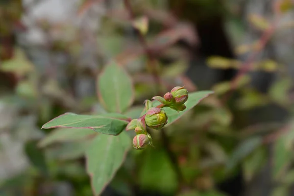 Dziurawiec Zwyczajny Tricolor Nazwa Łacińska Hypericum Moserianum Tricolor — Zdjęcie stockowe