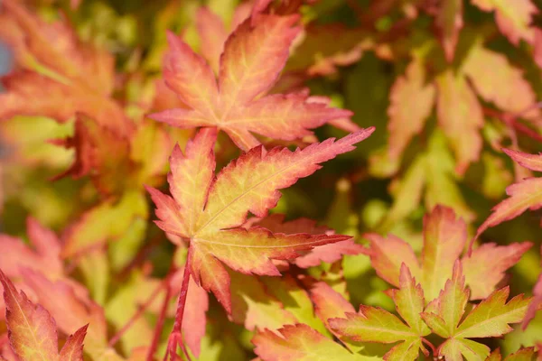 Japanese Maple Sango Kaku Latin Name Acer Palmatum Sango Kaku — Stock Photo, Image