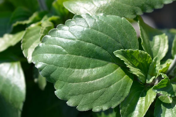 Sage Mystic Spires Blue Leaves Latin Name Salvia Mystic Spires — Stock Photo, Image