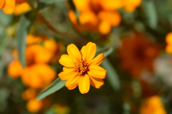 Zinnia Hoja Estrecha Naranja Nombre Latino Zinnia Angustifolia — Foto de Stock