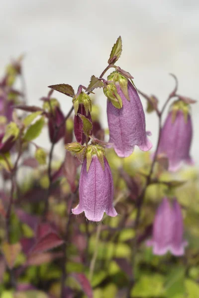 Bellflower Campanello Red Nome Latino Campanula Hybrida Campanello Red — Fotografia de Stock