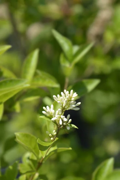 楕円形の葉のプライベート花の芽 ラテン名 リグストラム Ovalifolium — ストック写真