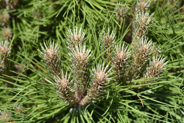 Dwarf Black Pine Marie Bregeon Latin Name Pinus Nigra Marie Royalty Free Stock Images