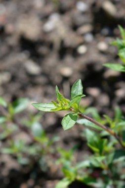 Kaya sabunu çiçek tomurcukları - Latince adı - Saponaria ocymoides