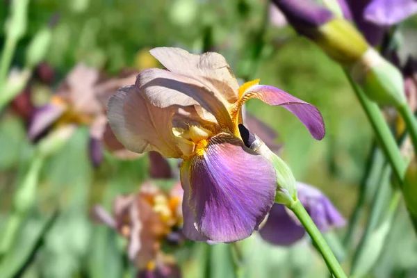 Vysoká Vousatá Duhovka Banjo Man Květina Latinské Jméno Iris Barbata — Stock fotografie