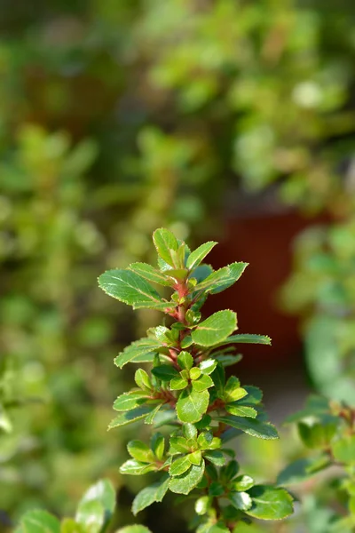 Escallonia Red Dream Φύλλα Λατινική Ονομασία Escallonia Red Dream — Φωτογραφία Αρχείου