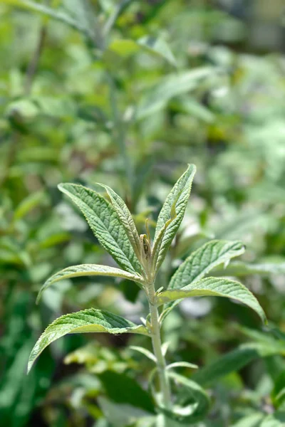 夏ライラックホワイトボール葉 ラテン語名 Buddleja White Ball — ストック写真