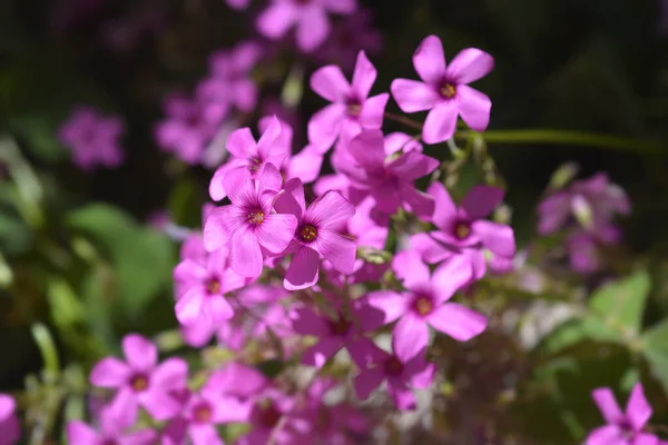 Rosafarbener Sauerampfer Lateinischer Name Oxalis Articulata — Stockfoto