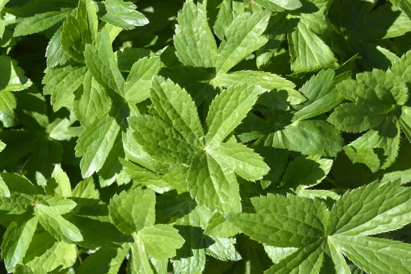 Carnic Masterwort Leaves Latin Name Astrantia Carniolica — Stock Photo, Image