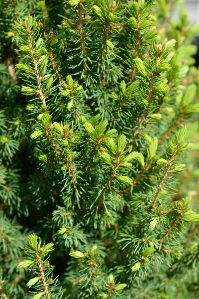 Abeto Alberta Conica Perfecta Nombre Latino Picea Glauca Conica Perfecta — Foto de Stock