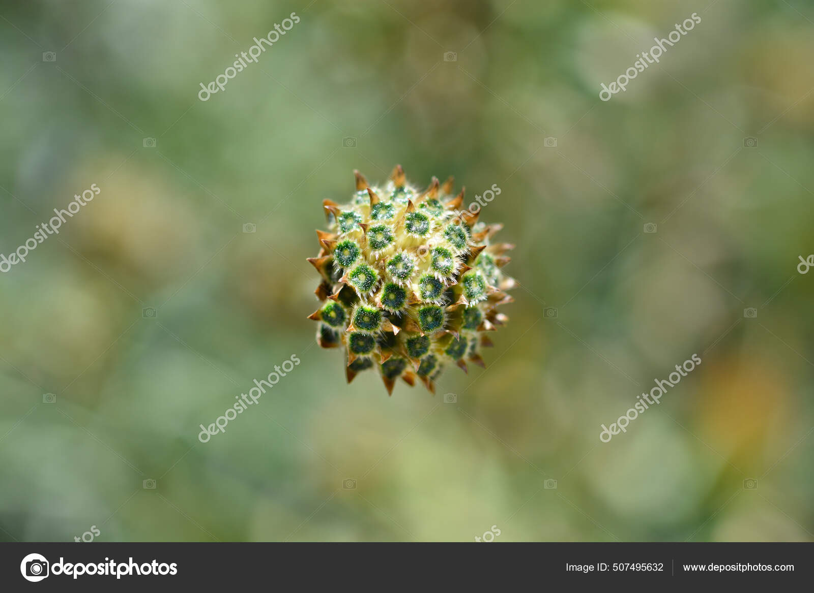 Bristly Yellow Cepharia ラテン語名 セファラリア フラヴァ ストック写真 C Nahhan Bristly Yellow Cepharia ラテン語名 セファラリア フラヴァ ストック写真 C Nahhan