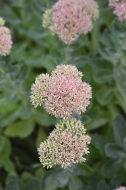 Stonecrop Herbstfreude (Sonbahar neşesi) çiçekleri - Latince adı - Hylotelephium spectabile Herbstfreude (Sedum spectabile Herbstfreude)