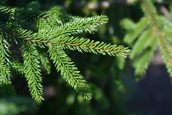 Yellow Tipped Caucasian Spruce Latin Name Picea Orientalis Aureospicata — Stock Photo, Image