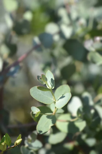 Φύλλα Κόμμεος Μηλίτη Λατινική Ονομασία Eucalyptus Gunnii — Φωτογραφία Αρχείου