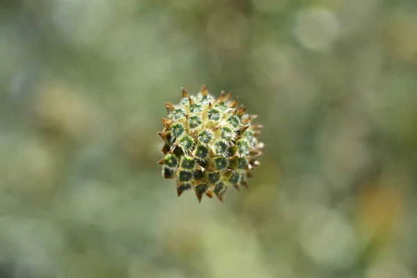 Bristly Yellow Cephalaria Nom Latin Cephalaria Flava — Photo