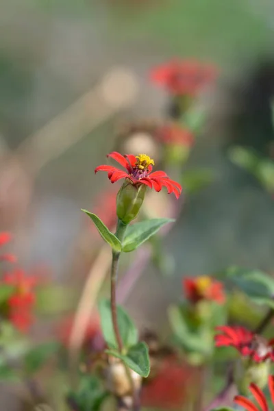 Zinnia Red Spider Lateinischer Name Zinnia Tenuifolia Red Spider — Stockfoto