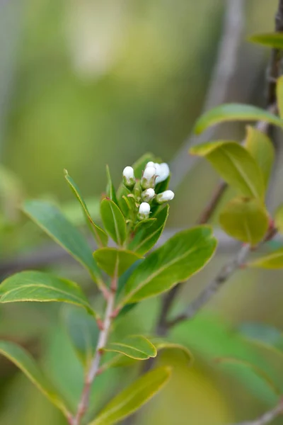 Buds Flor Branca Caixa Goma Trevo Nome Latino Escallonia Bifida — Fotografia de Stock