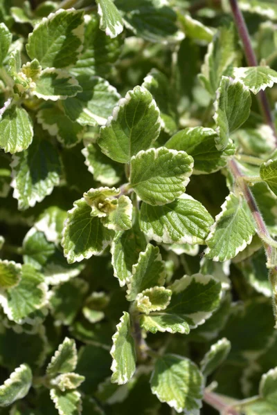 Hera Sueca Marginatus Folhas Nome Latino Plectranthus Forsteri Marginatus — Fotografia de Stock