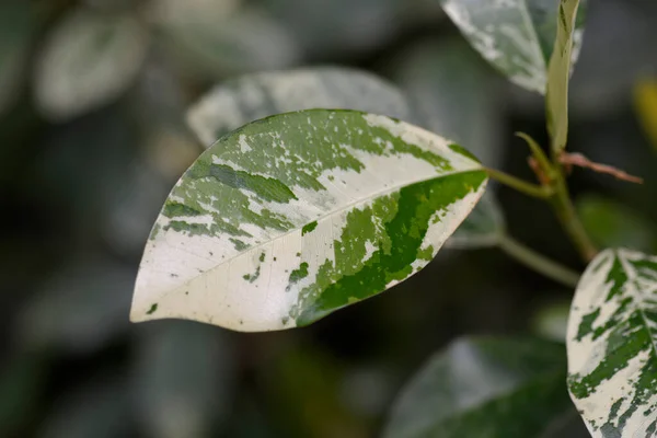 Variegated Port Jackson Fig Nombre Latino Ficus Rubiginosa Variegata — Foto de Stock